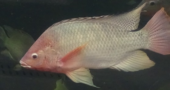 Tilapia species