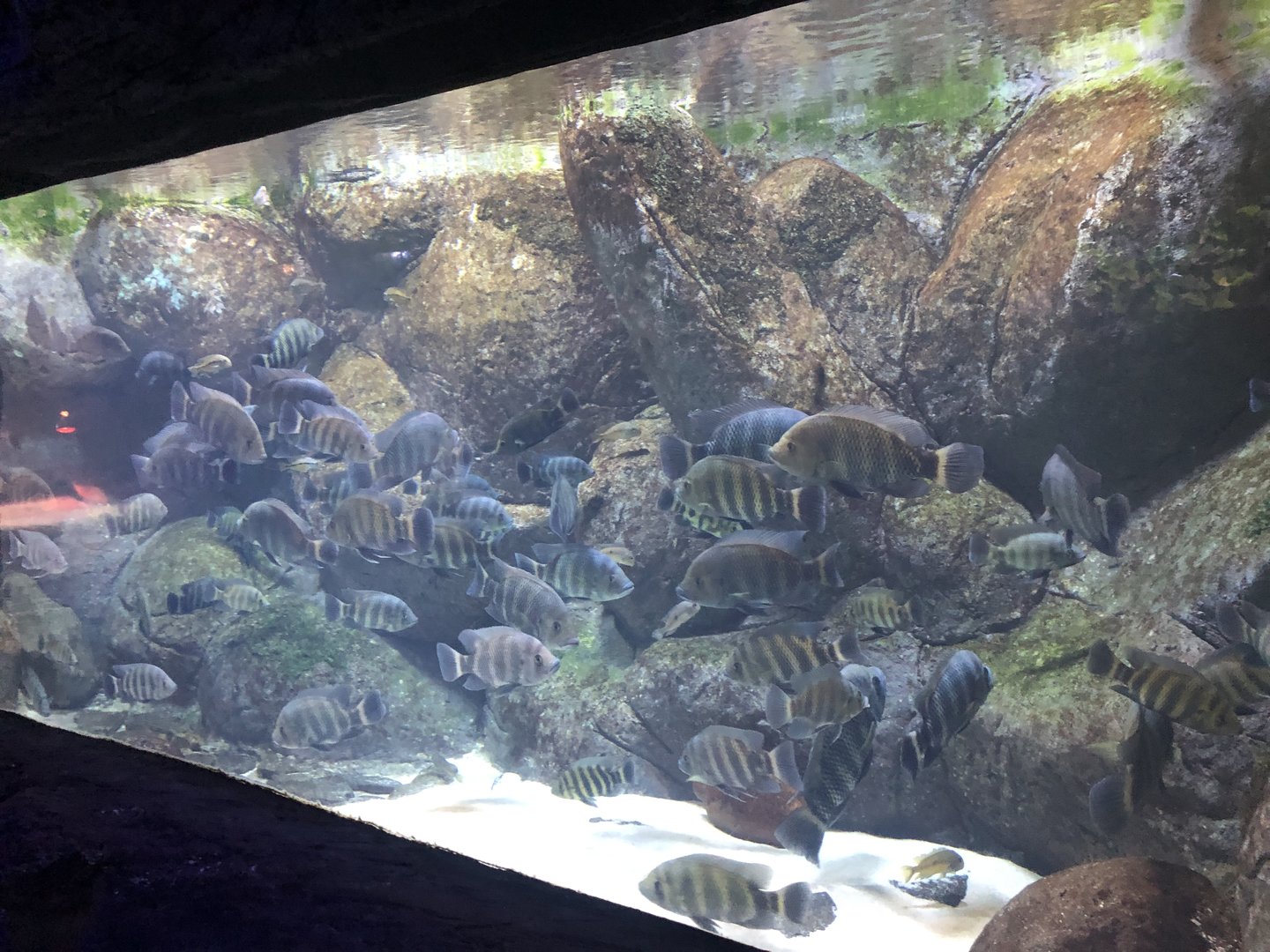 Tilapia tank at Aqua Vega