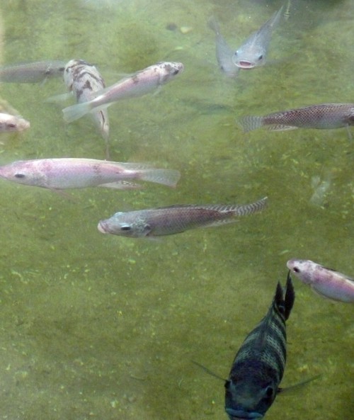 Tilapias