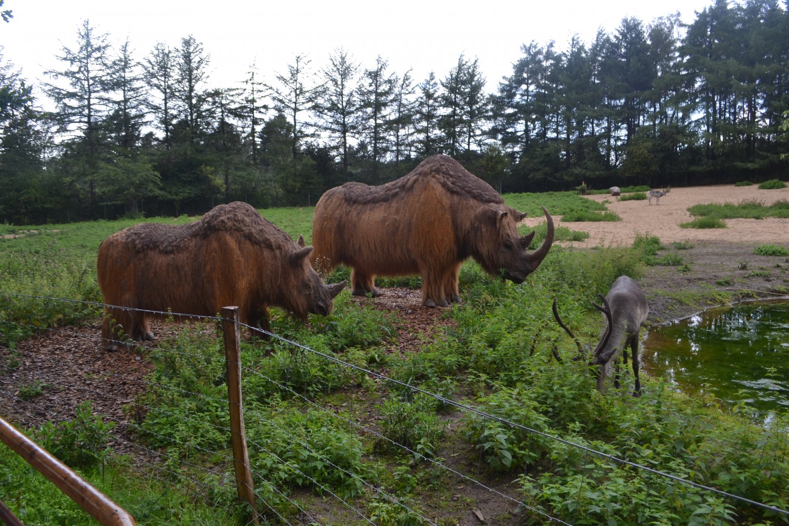 Tilbage til istiden in Givskud Zoo