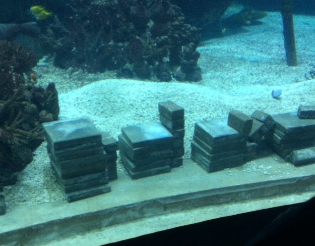 Tiles in the shark tank (Ocean)