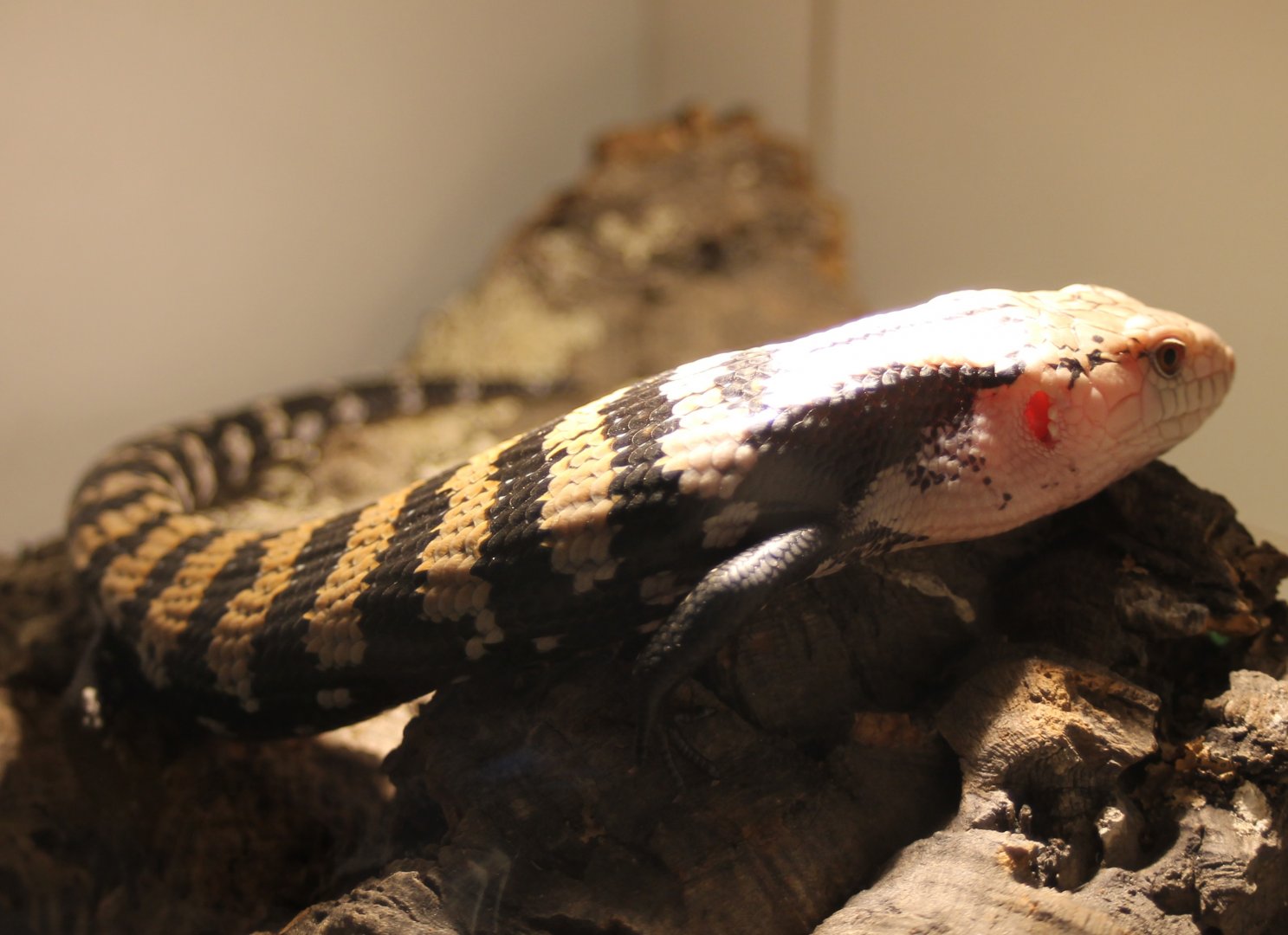Tiliqua gigas gigas