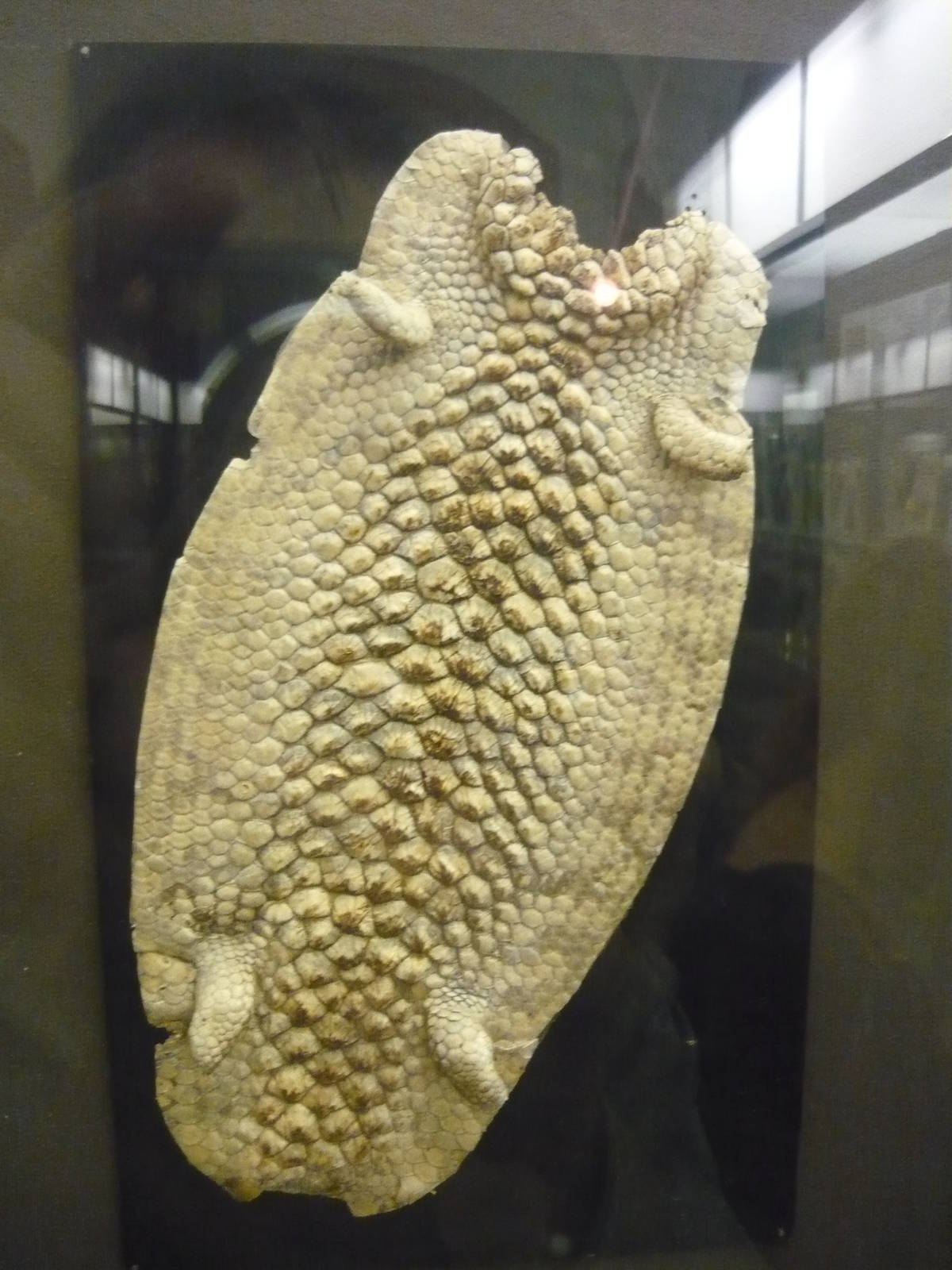 Tiliqua rugosa skin