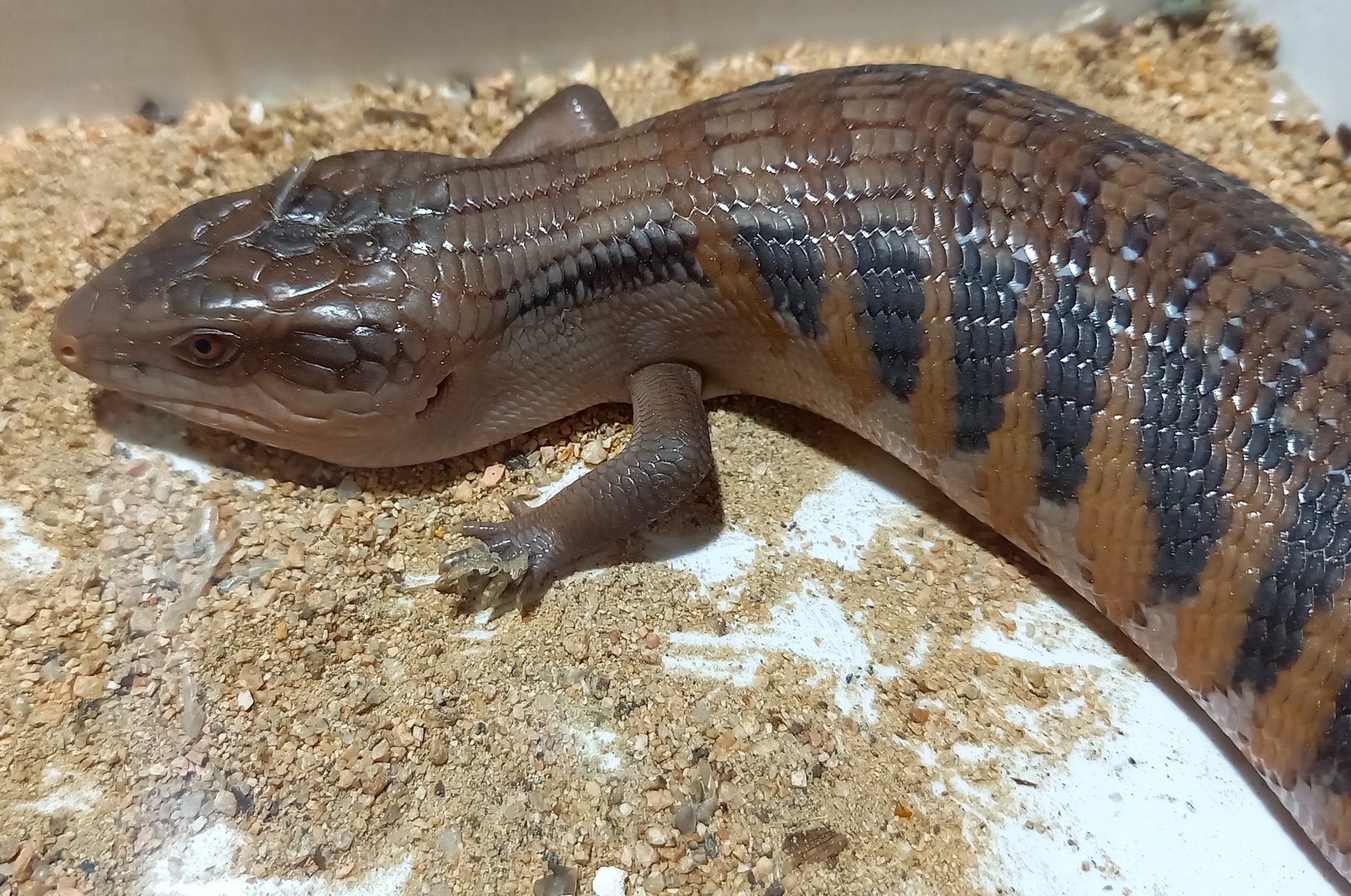 Tiliqua scincoides intermedia