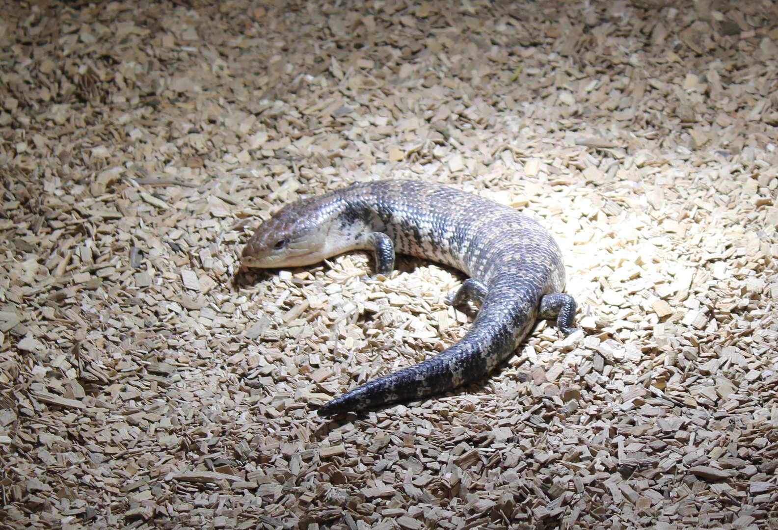 Tiliqua scincoides