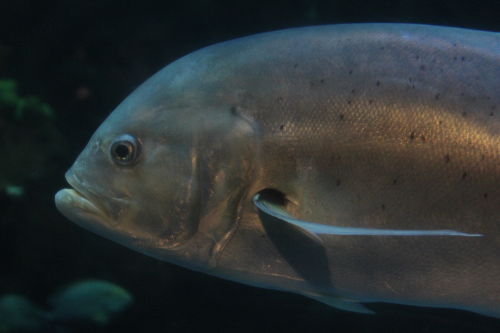 Tille trevally (Caranx tille)