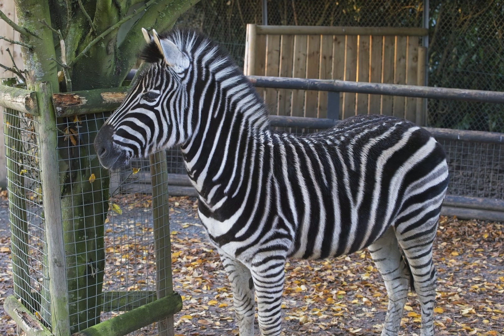 Tilly (Matilda) Chapmans Zebra