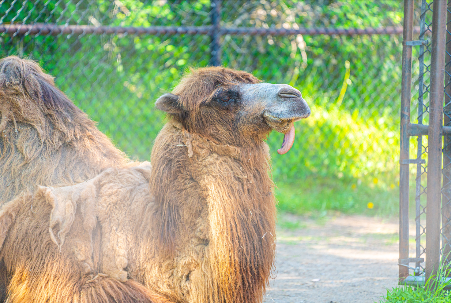 Tilly the female Bactrian Camel
