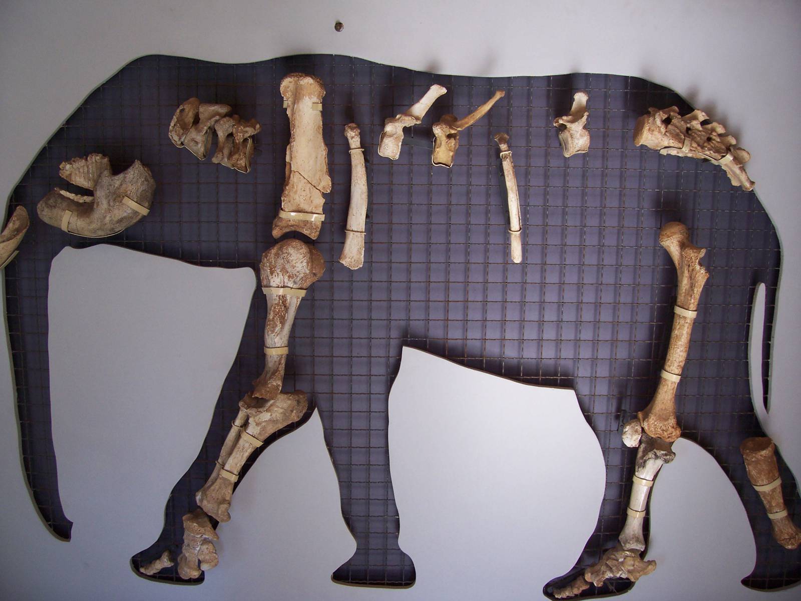 Tilos Dwarf Elephant remains, Elephas tiliensis