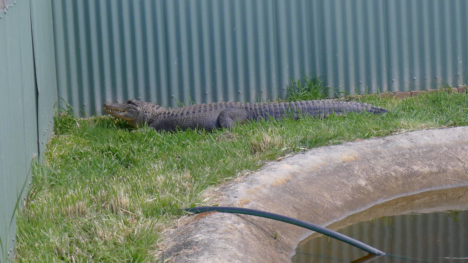 Tim, the American Alligator
