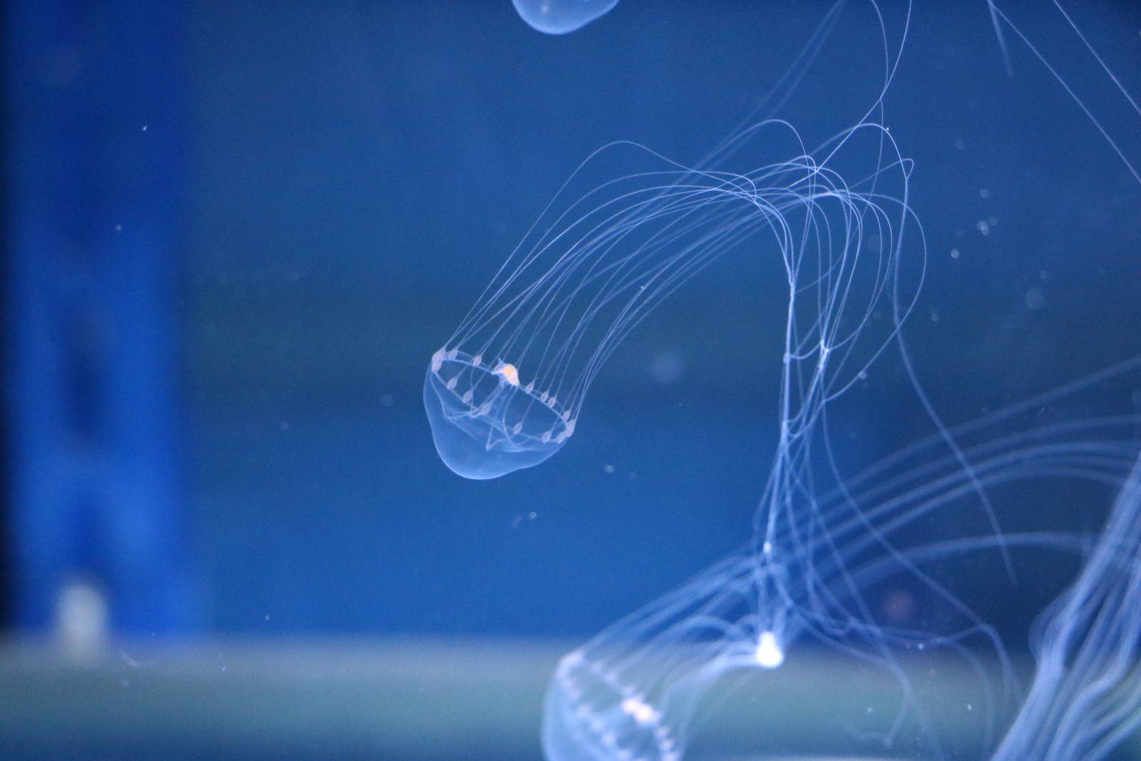 Tima formosa - Sumida Aquarium, February 2016