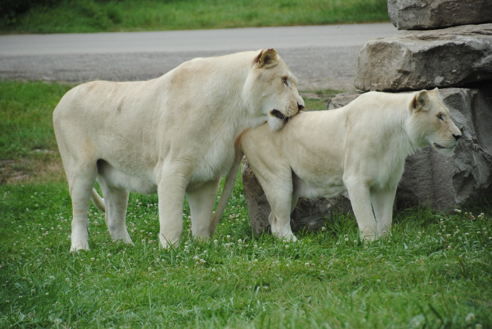 Timbavati Lion Country reserve