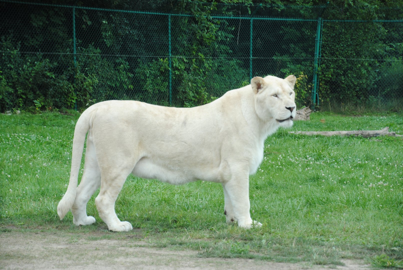 Timbavati Lion Country reserve