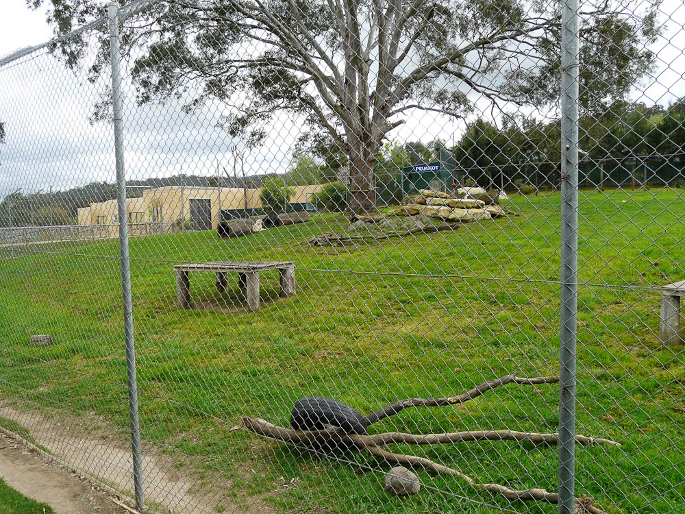 "Timbavati" white lion enclosure
