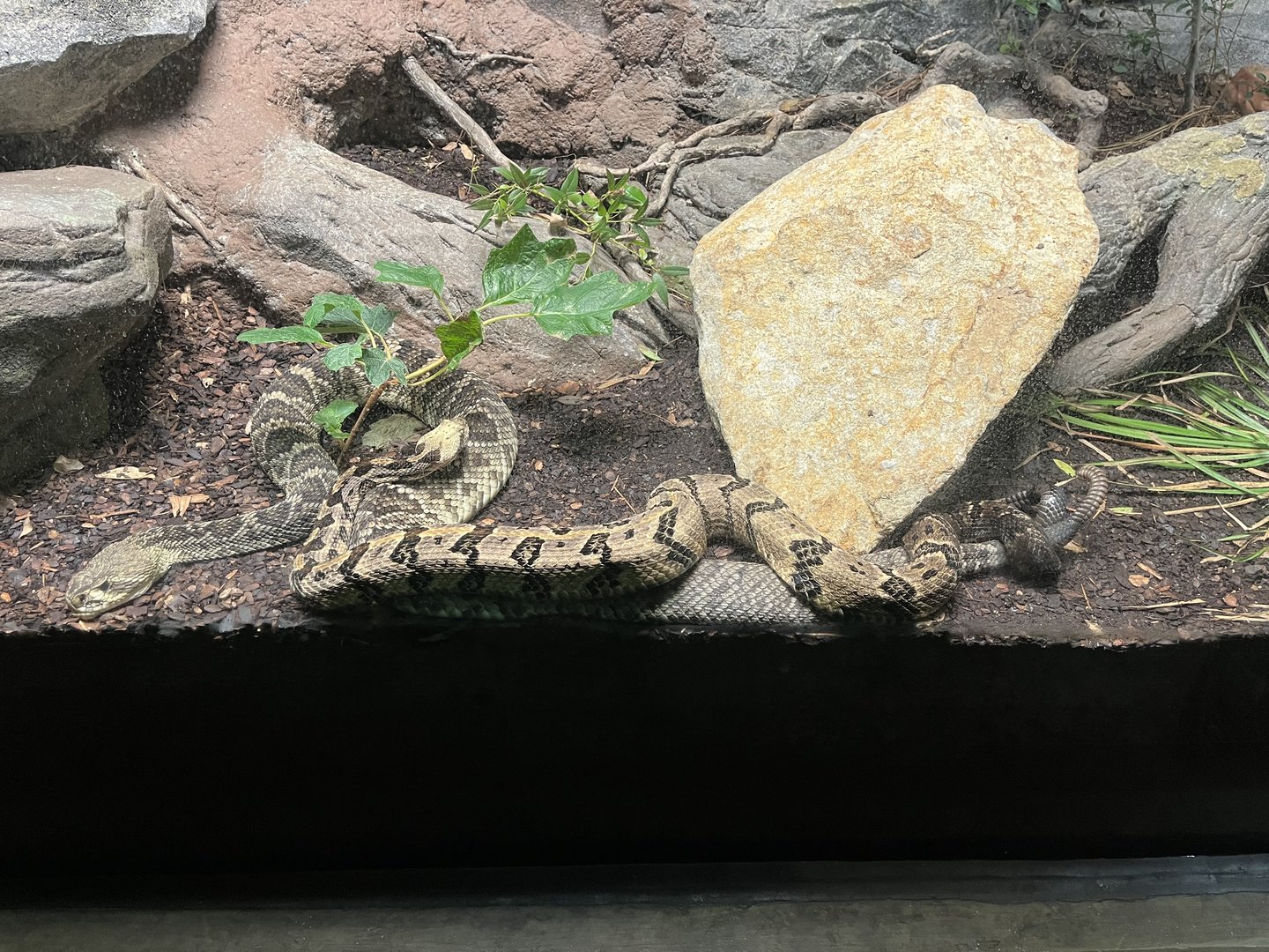 Timber and Eastern Diamondback Rattlesnakes Intertwined