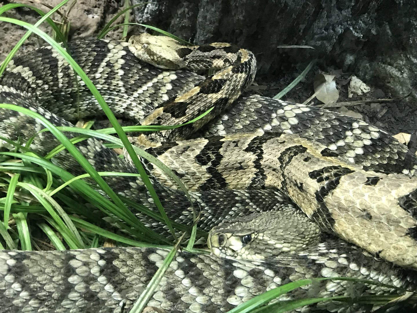 Timber and Eastern Diamondback Rattlesnakes