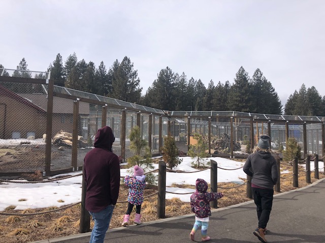 Timber and Grey Wolf exhibits