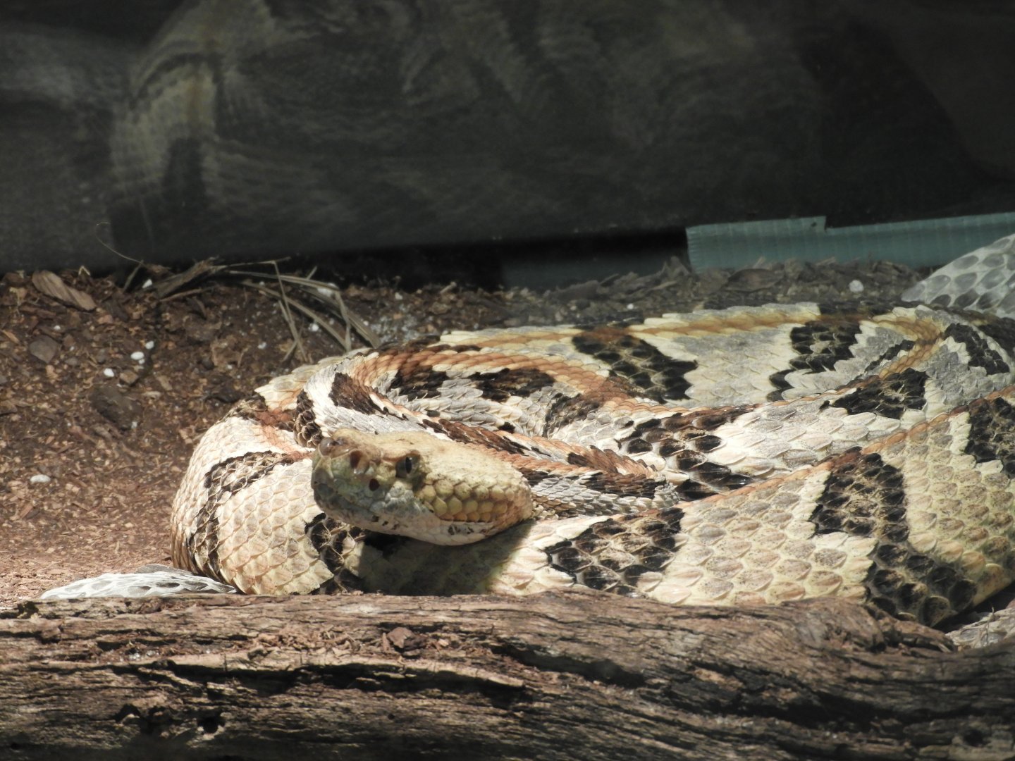 Timber Rattler (Crotalus horridus)