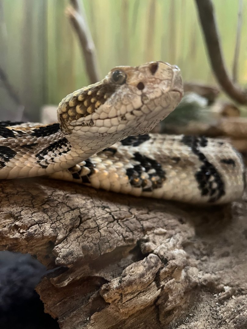 Timber Rattlesnake - 12/29/24