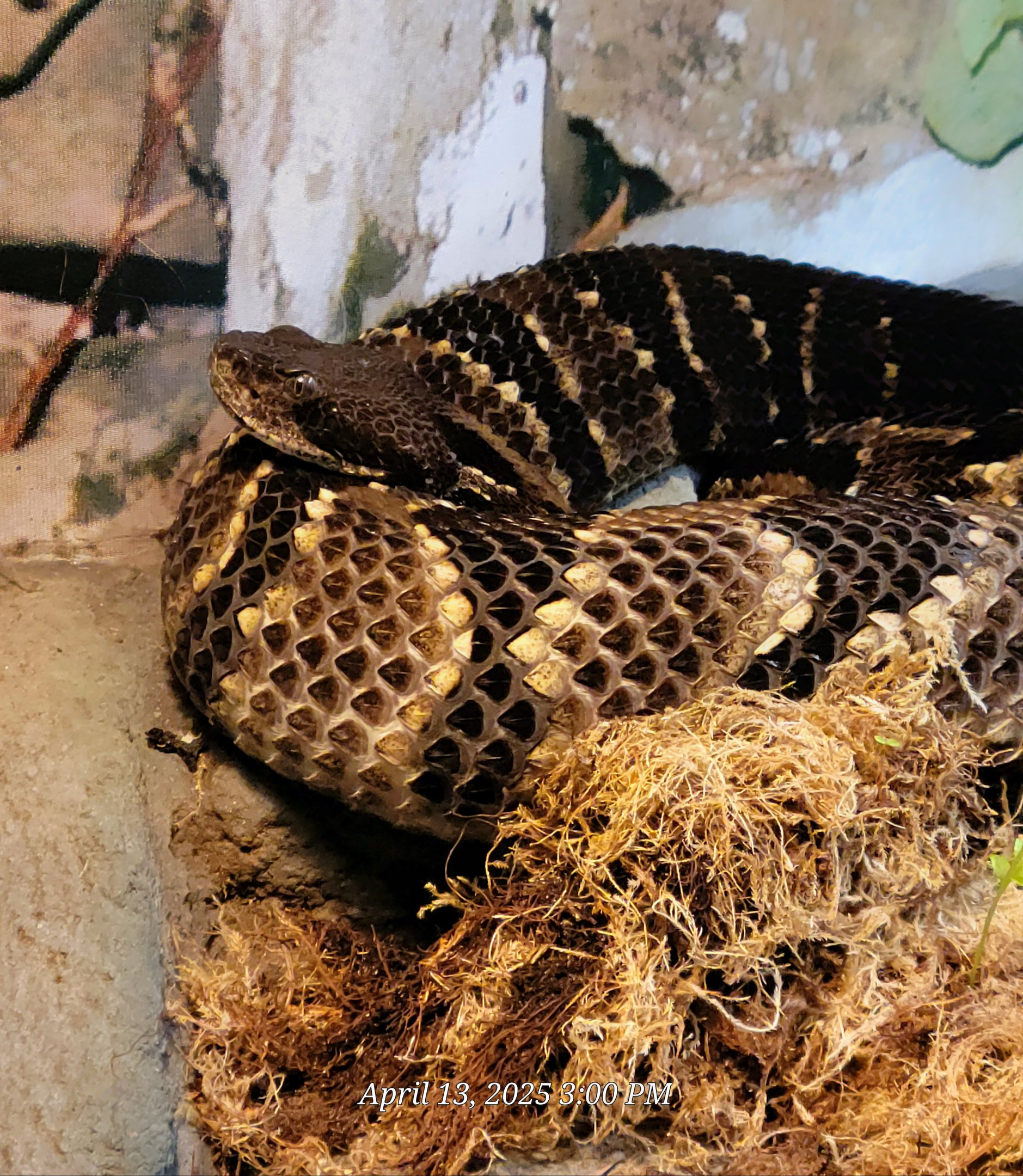Timber Rattlesnake-April 2025
