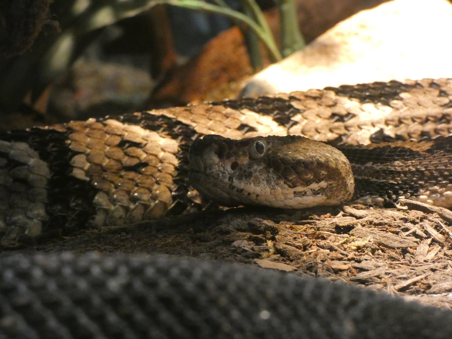Timber Rattlesnake at the Greensboro Science Center