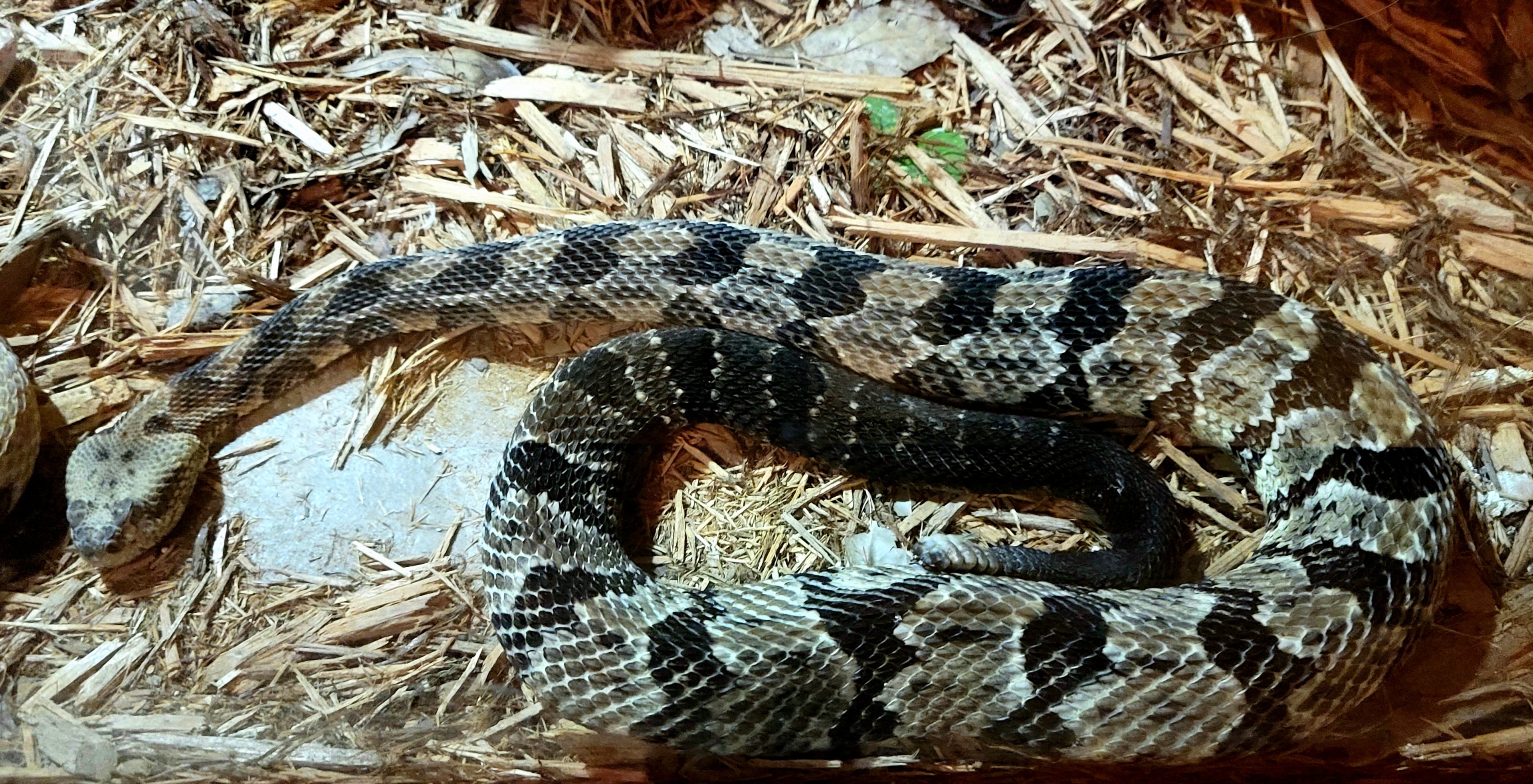Timber Rattlesnake - Bee City Zoo - March 2025