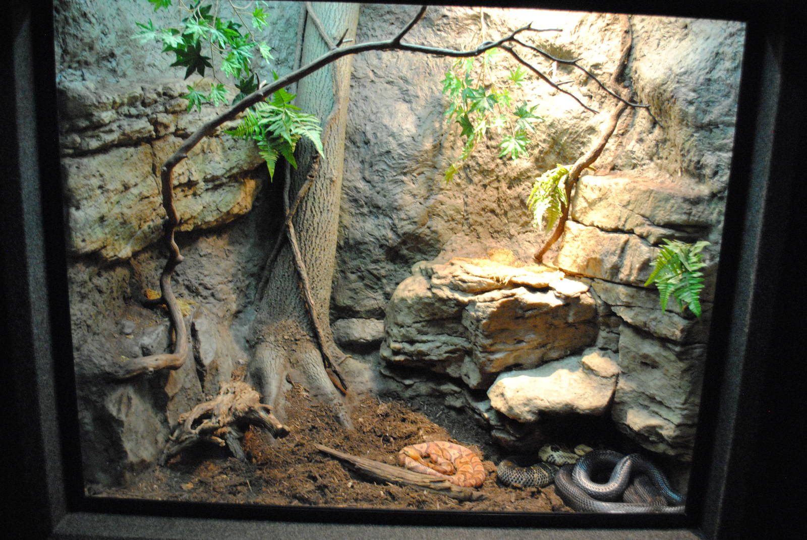 Timber Rattlesnake/Copperhead/Black Ratsnake (Elaphe o. obsoleta) Exhibit (