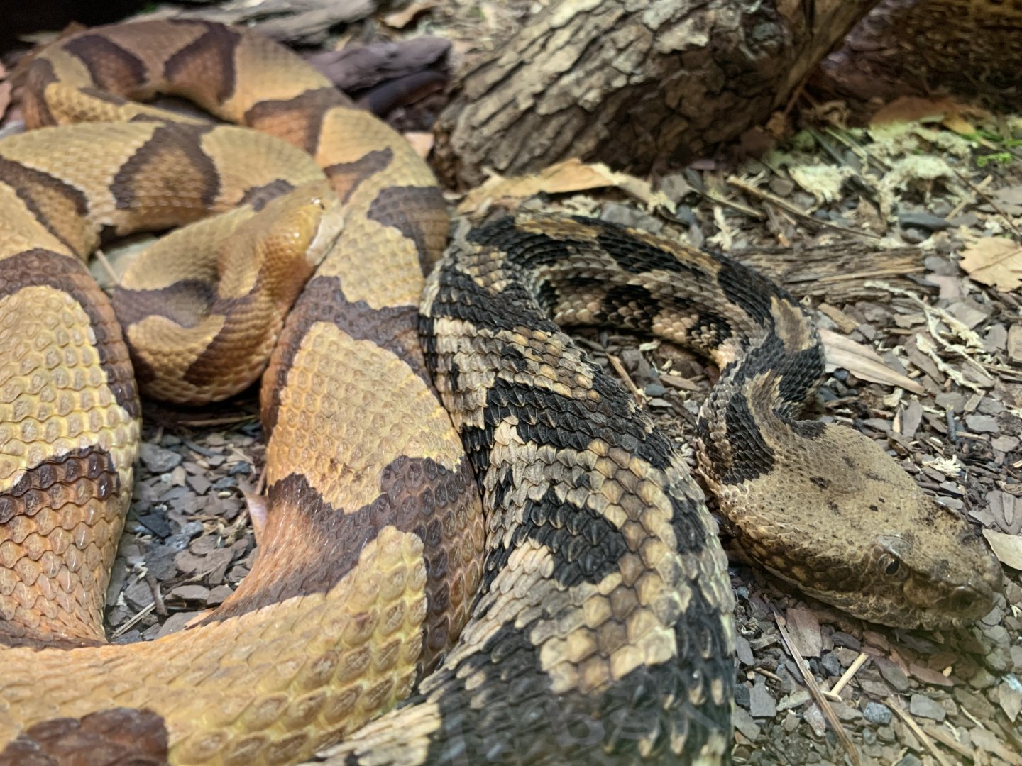 Timber Rattlesnake (Crotalus horridus) and Eastern Copperhead (Agkistrodon contortrix)