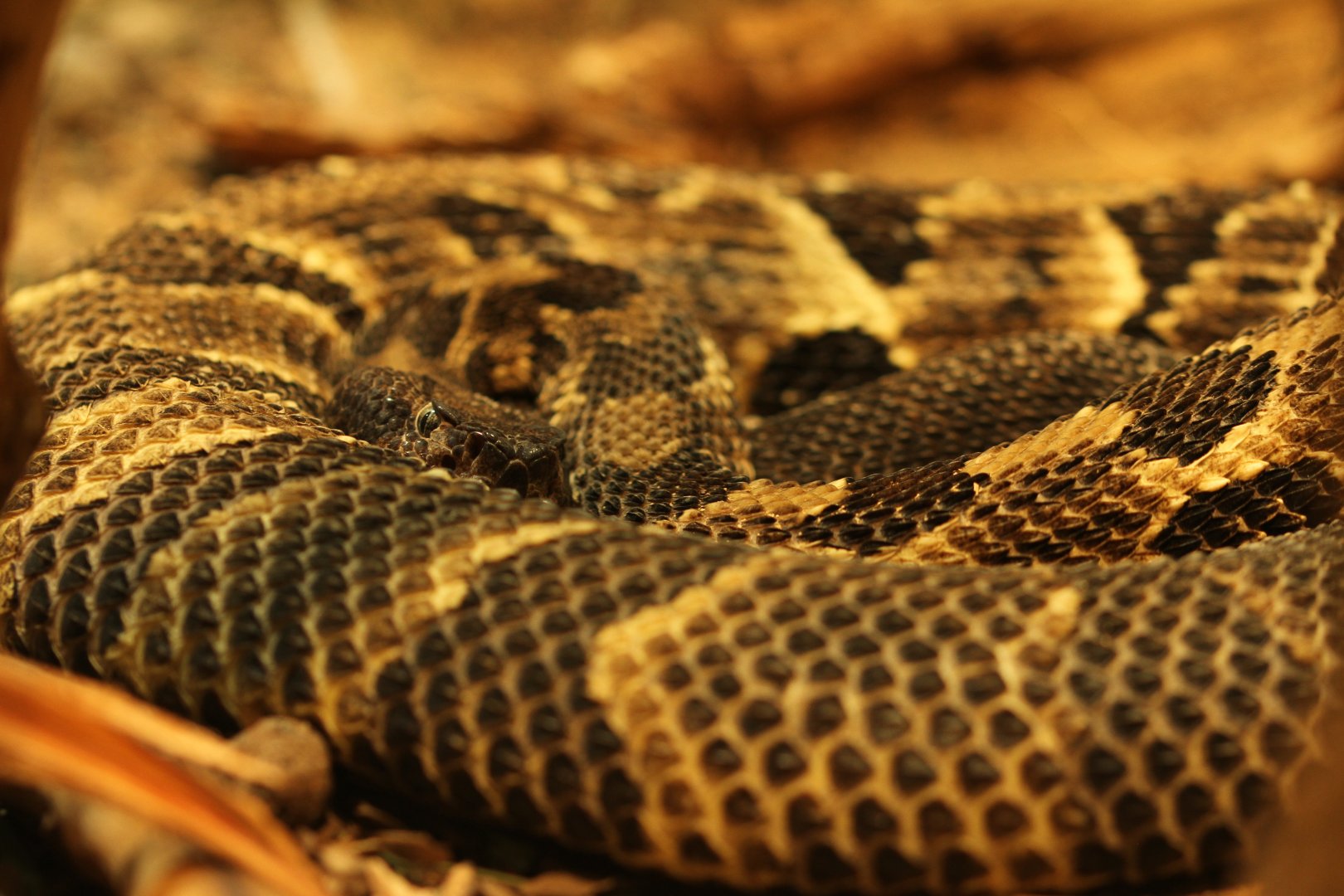 Timber rattlesnake (Crotalus horridus horridus)