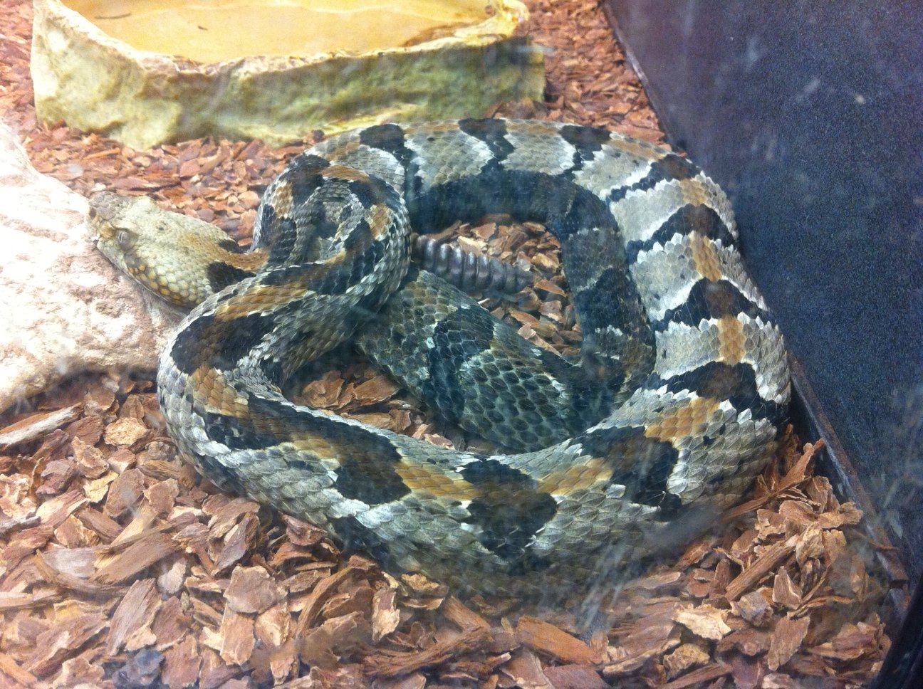 Timber Rattlesnake (Crotalus horridus)