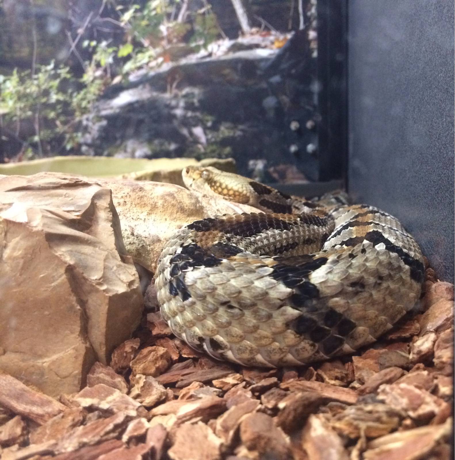 Timber Rattlesnake (Crotalus horridus)