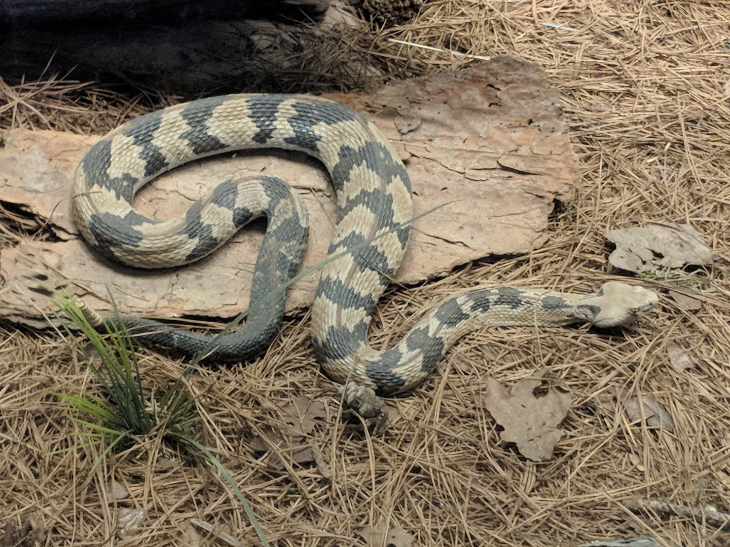 Timber rattlesnake (Crotalus horridus)