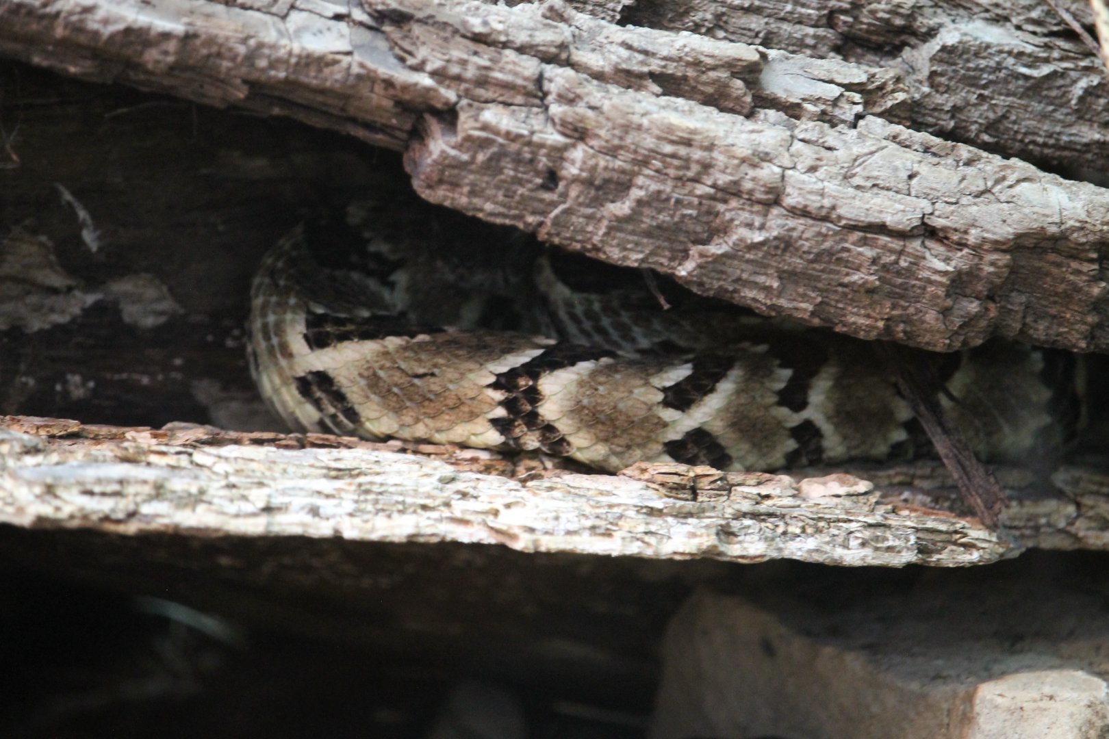 Timber rattlesnake (Crotalus horridus)