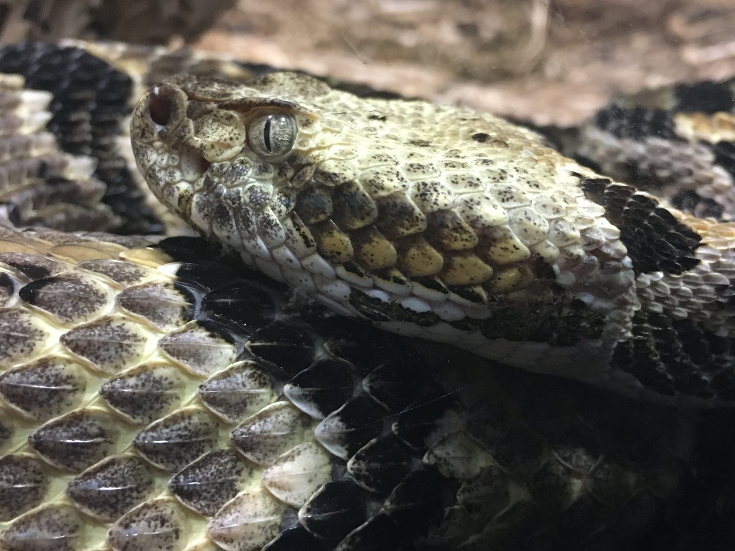 Timber Rattlesnake (Crotalus horridus)