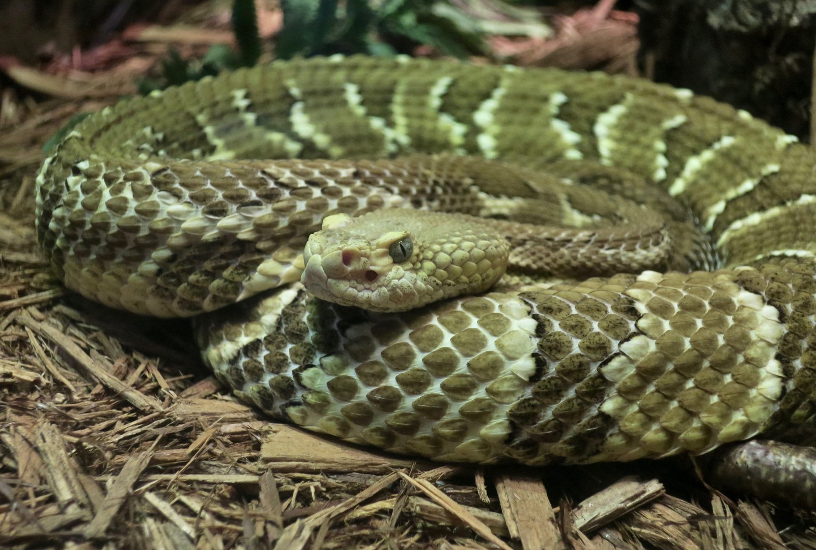 Timber Rattlesnake (Crotalus horridus)