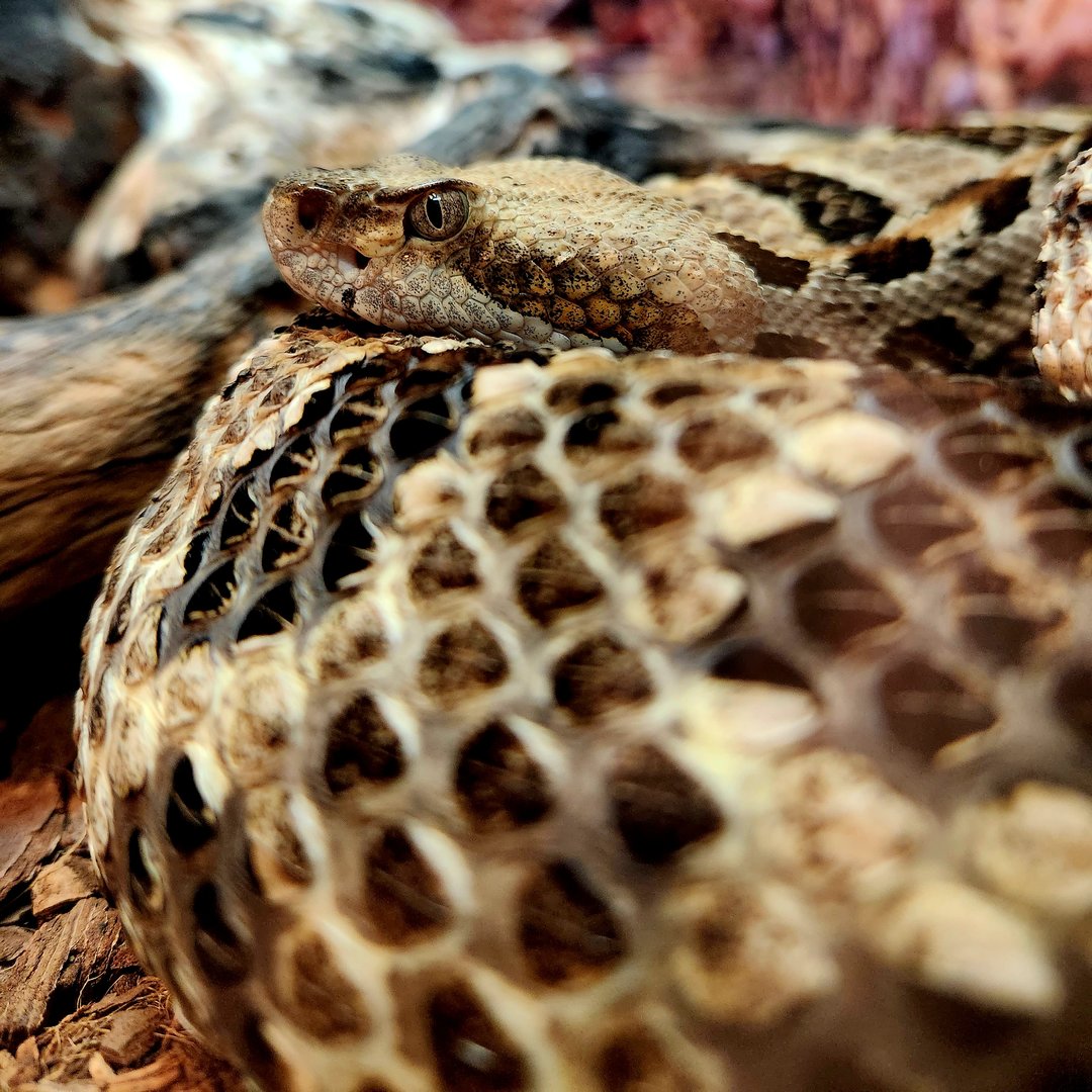 Timber Rattlesnake (Crotalus horridus)