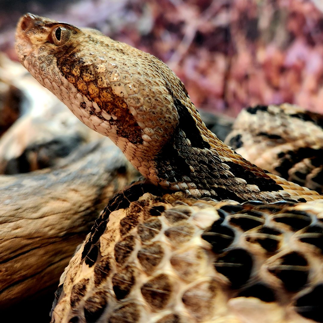 Timber Rattlesnake (Crotalus horridus)