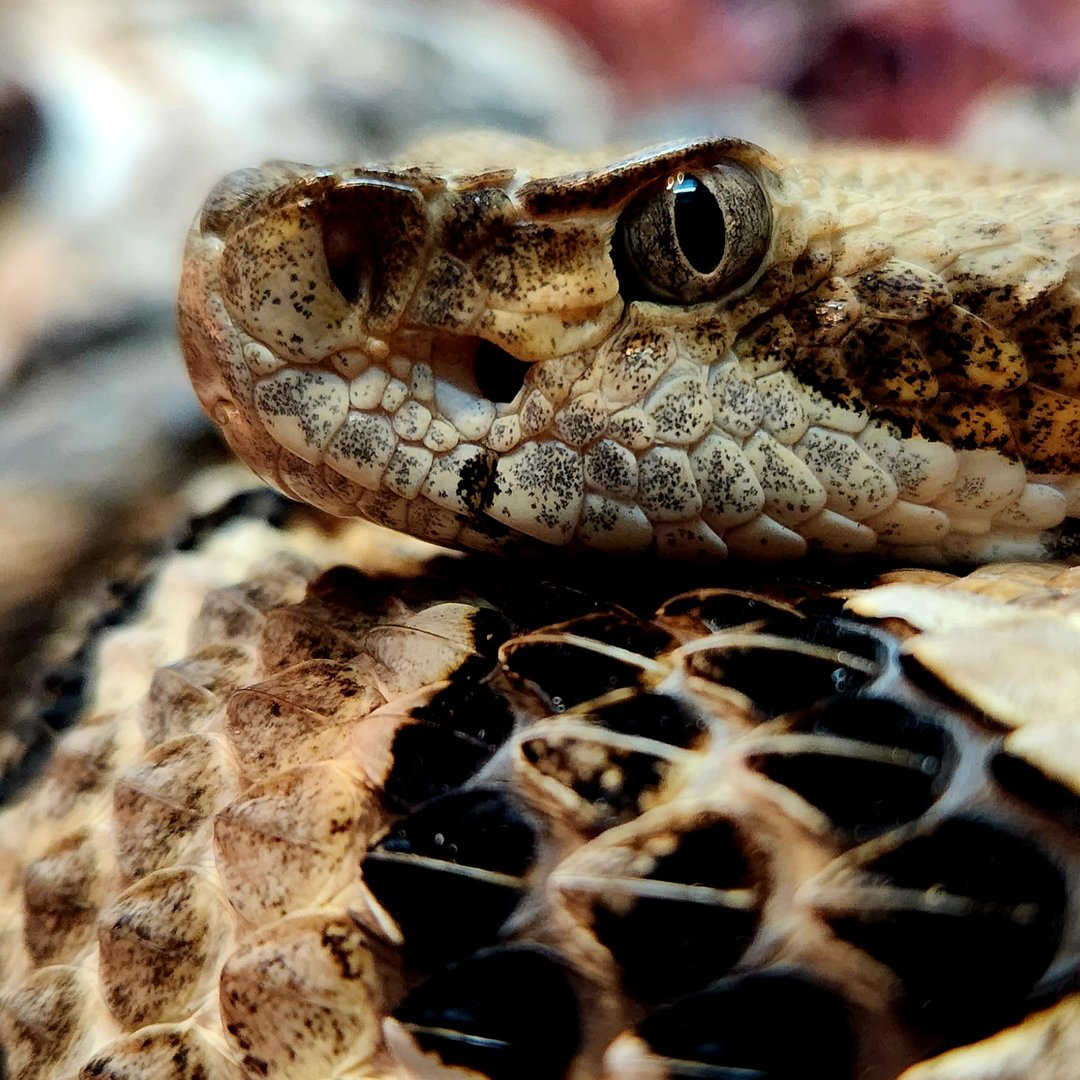 Timber Rattlesnake (Crotalus horridus)