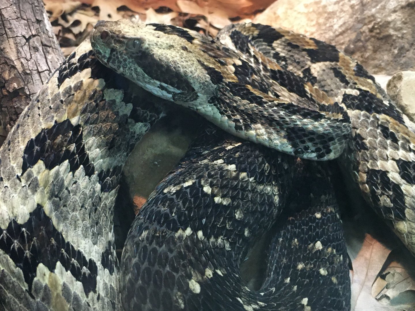 Timber Rattlesnake (Crotalus horridus)