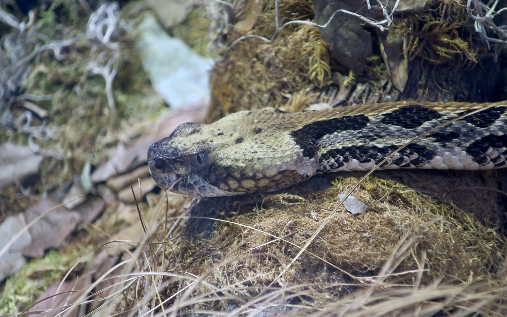 Timber Rattlesnake (Crotalus horridus)