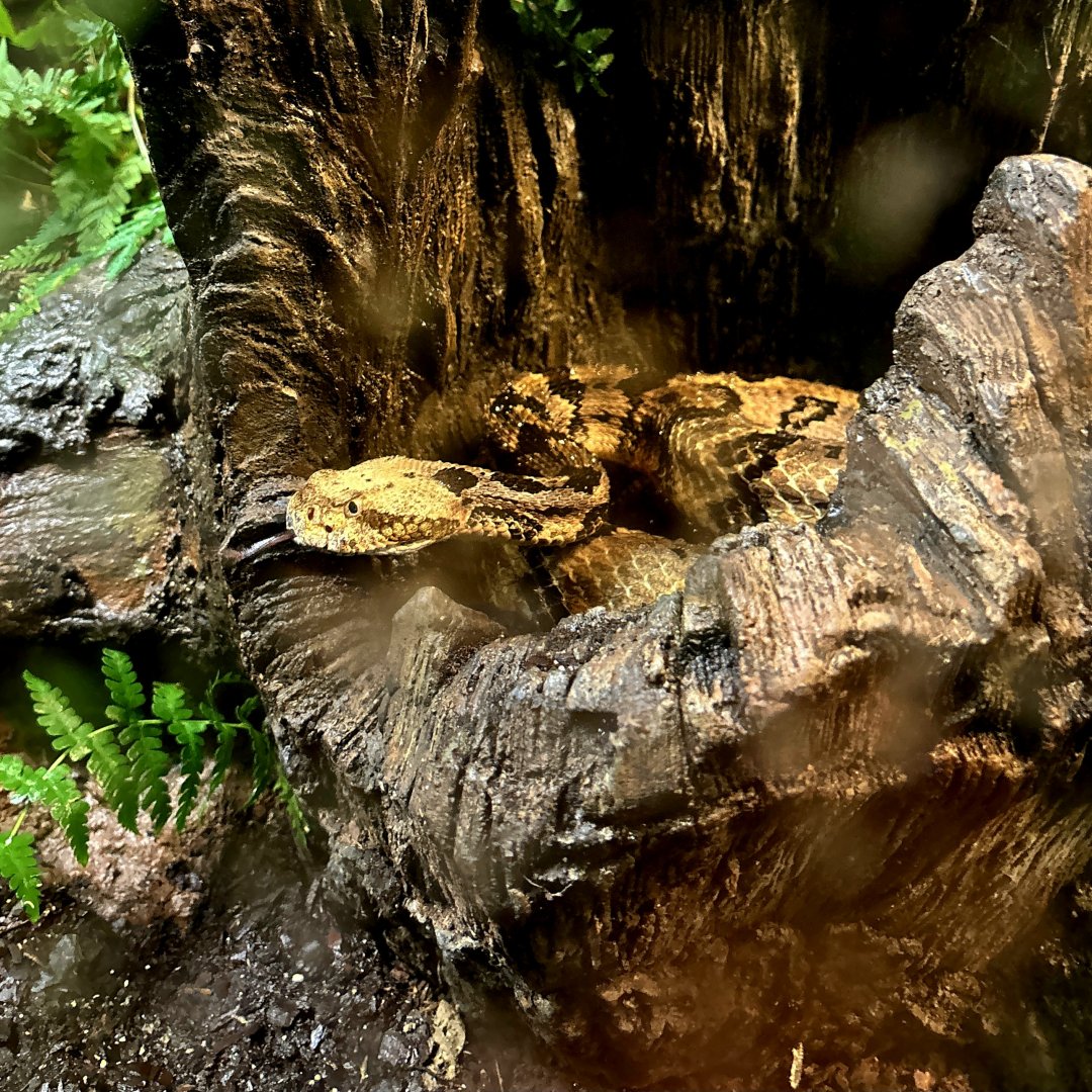 Timber Rattlesnake (Crotalus horridus)