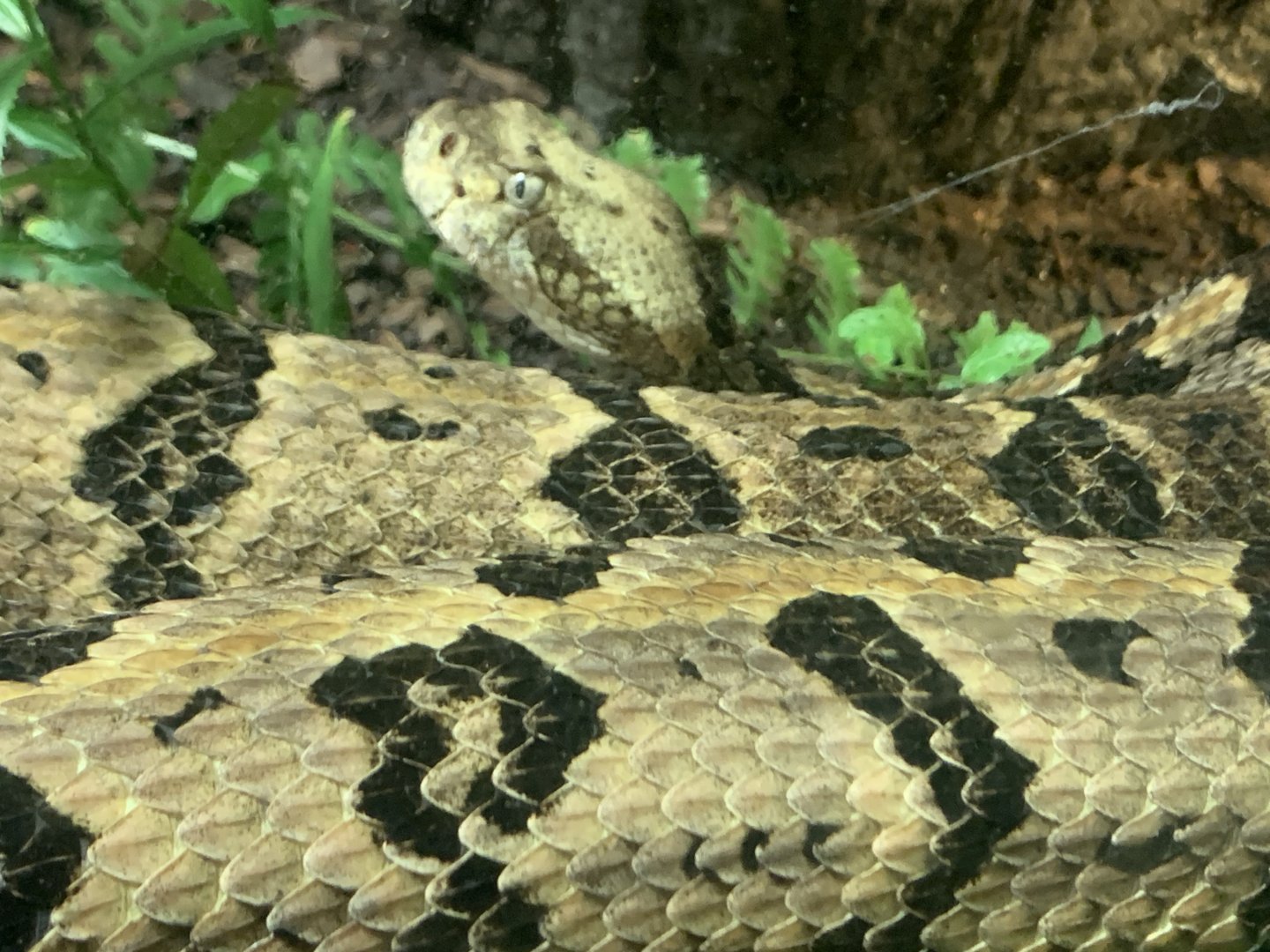 Timber Rattlesnake (Crotalus horridus)