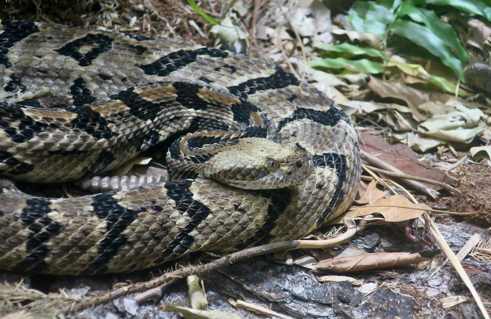 Timber Rattlesnake (Crotalus horridus)