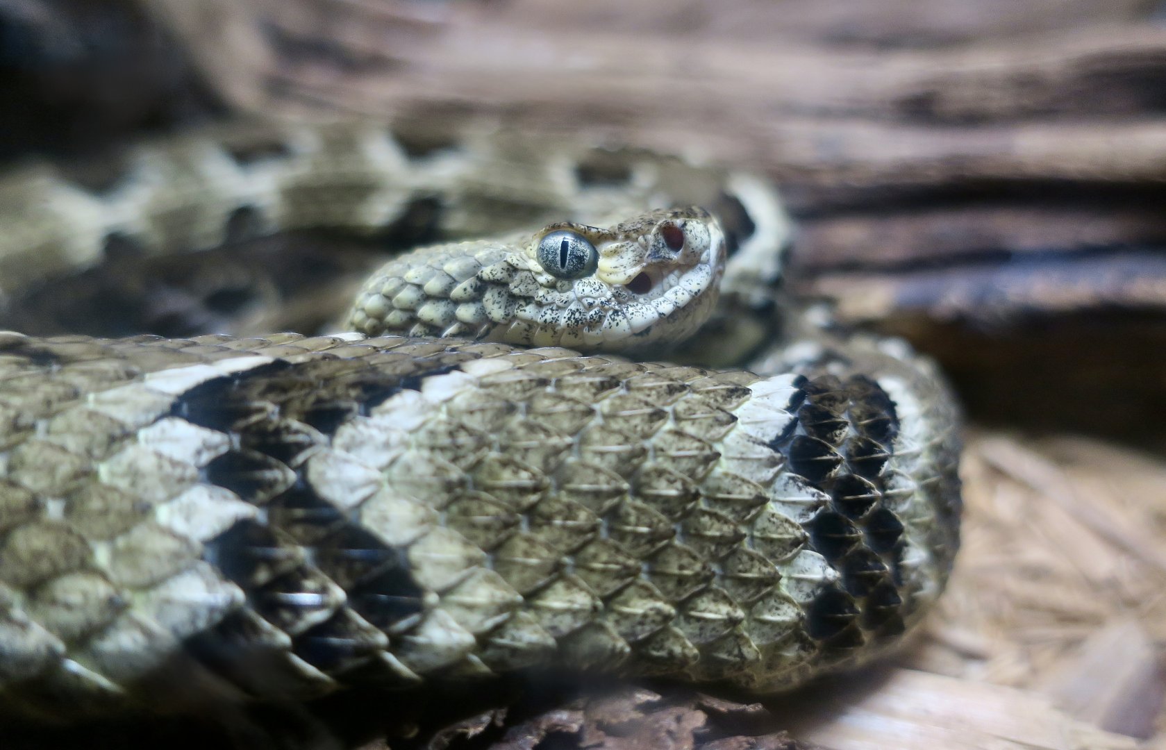 Timber Rattlesnake (Crotalus horridus)