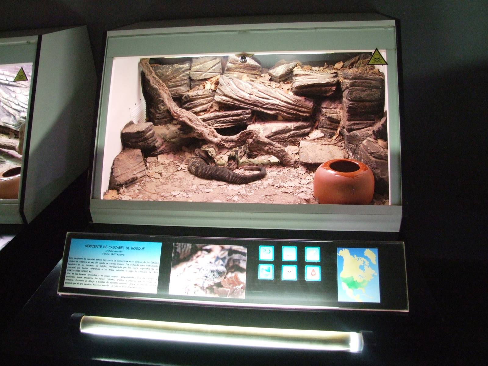 Timber Rattlesnake Exhibit at Cabarceno, 11/06/15