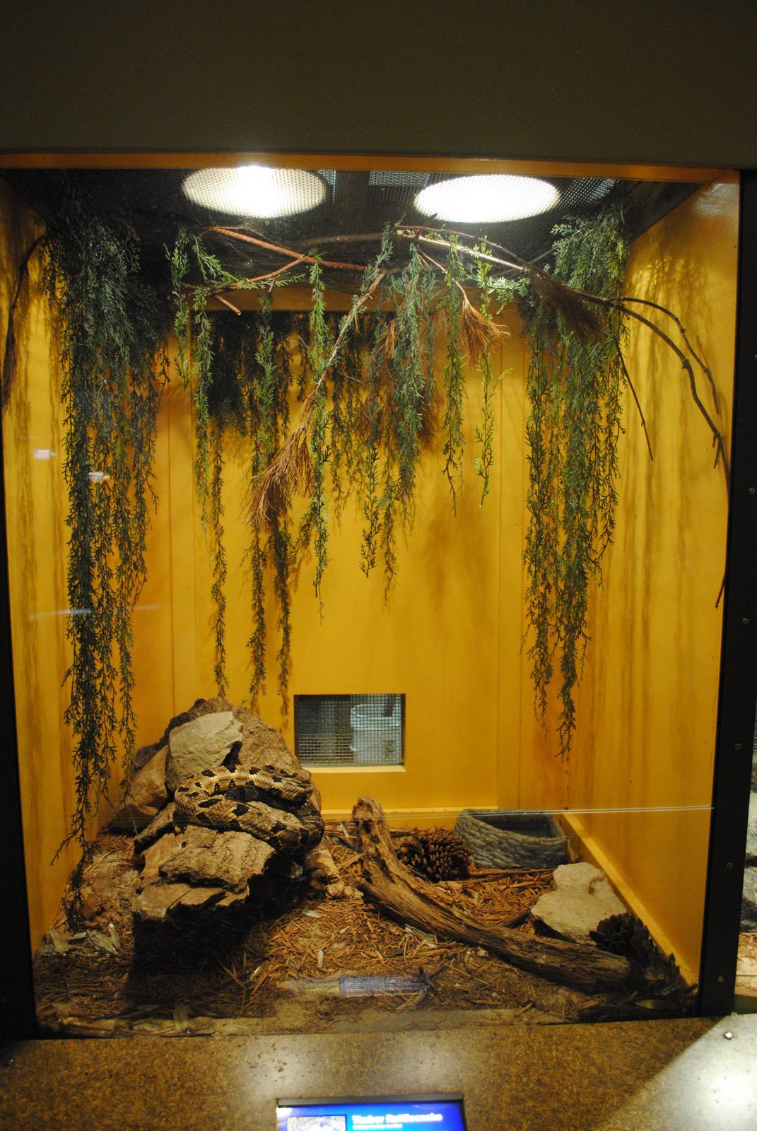 Timber Rattlesnake exhibit