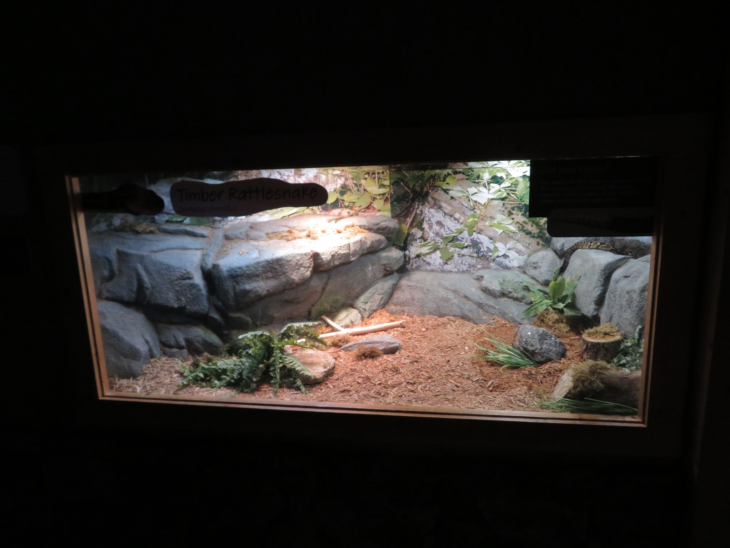 Timber Rattlesnake Exhibit