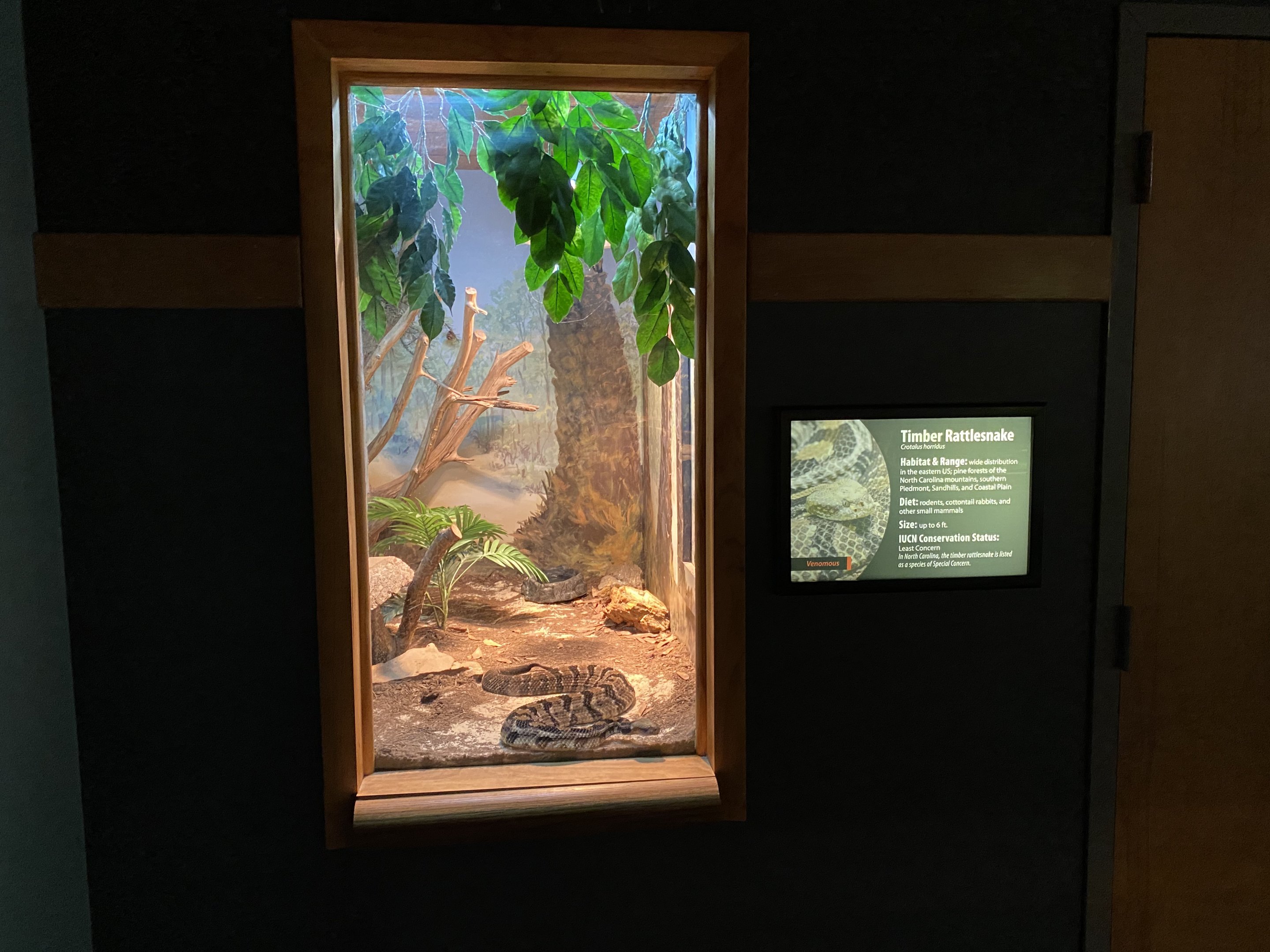 Timber Rattlesnake Exhibit