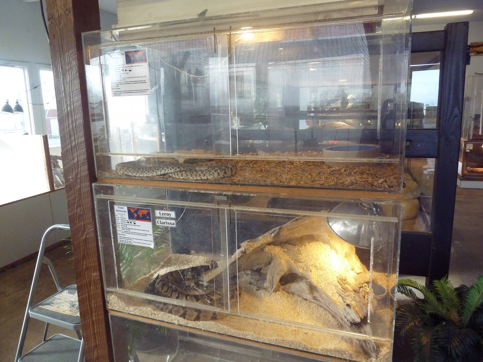Timber Rattlesnake + Gopher Snake Exhibits