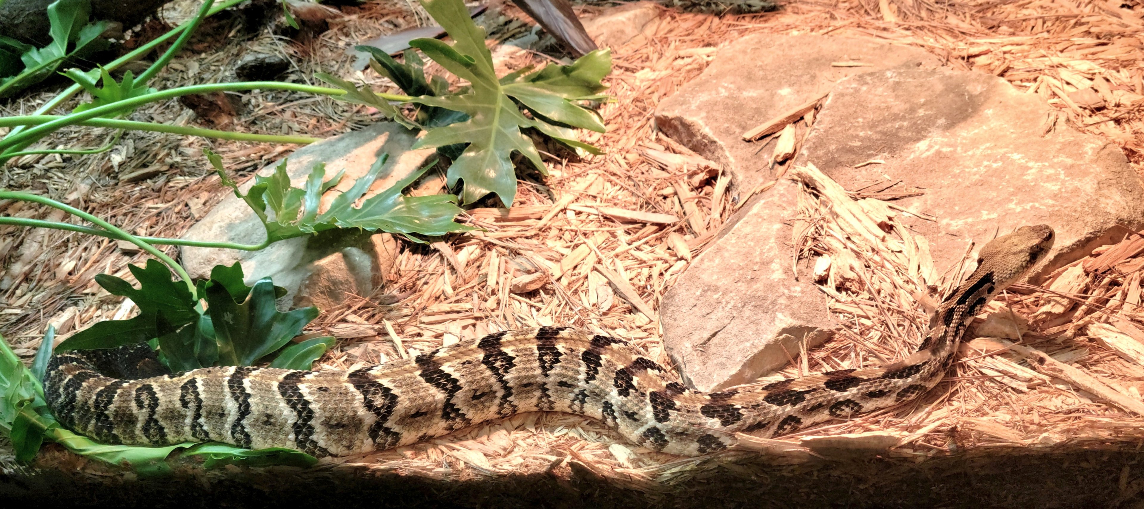 Timber Rattlesnake-Greenville Zoo-April 2025